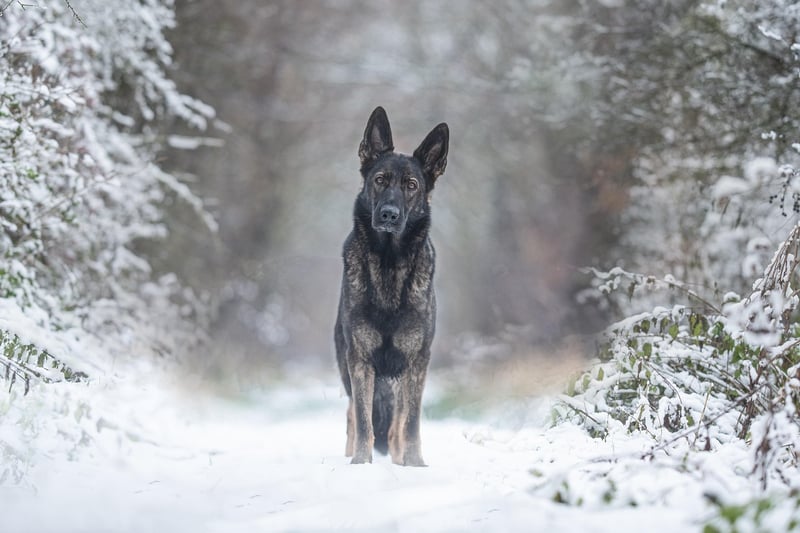 German Shepherd Dog